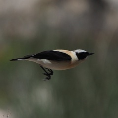 Oenanthe melanoleuca
