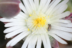 Urodontinae