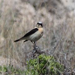 Oenanthe melanoleuca