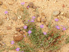 Spergularia purpurea