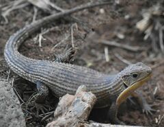 Broadleysaurus major