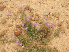 Spergularia purpurea