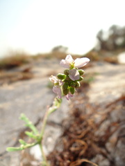 Cakile maritima euxina