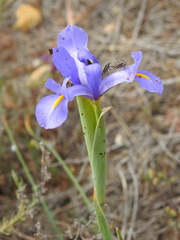 Iris xiphium