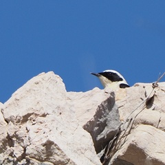 Oenanthe melanoleuca