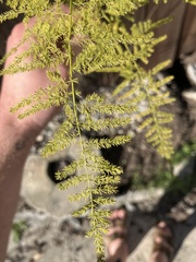 Asparagus setaceus