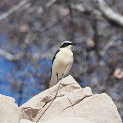 Oenanthe melanoleuca