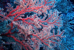 Chironephthya