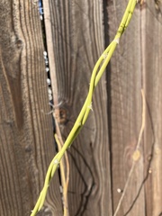 Asparagus setaceus