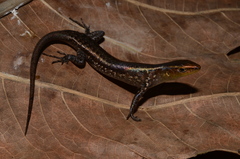Emoia obscura