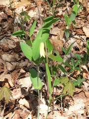 Uvularia perfoliata