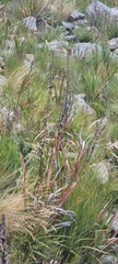 Cisticola fulvicapilla