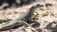 Liolaemus austromendocinus