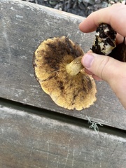 Suillus pungens