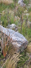 Cisticola fulvicapilla