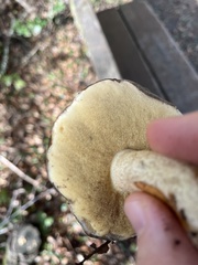 Suillus pungens