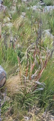Cisticola fulvicapilla
