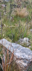 Cisticola fulvicapilla