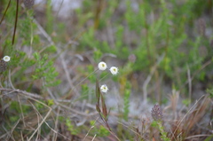 Syngonanthus flavidulus