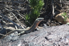 Callopistes maculatus