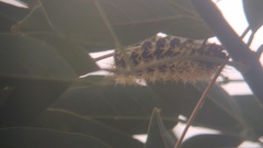 Leucanella viridescens