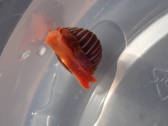 Pseudopusula californiana