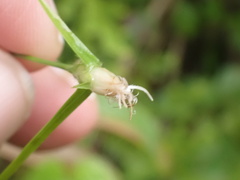Rhynchospora colorata