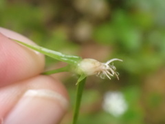 Rhynchospora colorata