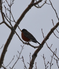 Turdus migratorius