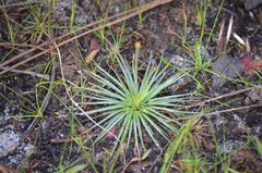 Syngonanthus flavidulus