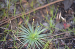 Syngonanthus flavidulus