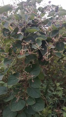 Stigmaphyllon bonariense