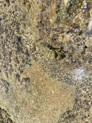 Pachygrapsus