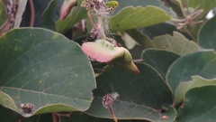 Stigmaphyllon bonariense