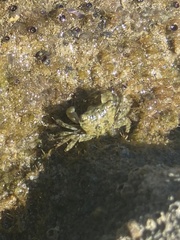 Pachygrapsus