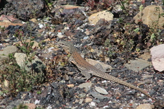 Callopistes maculatus