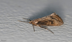 Evergestis isatidalis