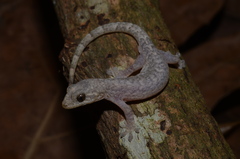 Lepidodactylus orientalis