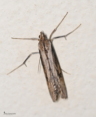 Evergestis isatidalis