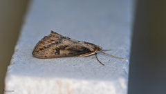 Evergestis isatidalis