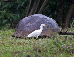 Chelonoidis niger