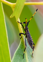 Gelonus tasmanicus