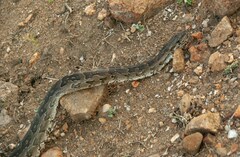Python natalensis