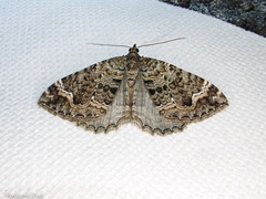 Hydriomena hemizona