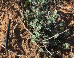 Trichodiadema calvatum