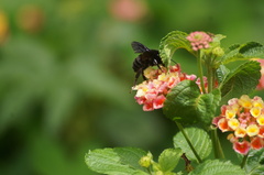 Bombus pauloensis