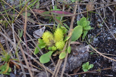 Polygala nana