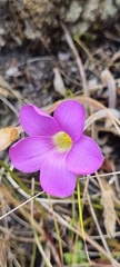Oxalis truncatula