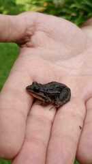 Leptodactylus latinasus