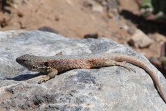 Liolaemus atacamensis